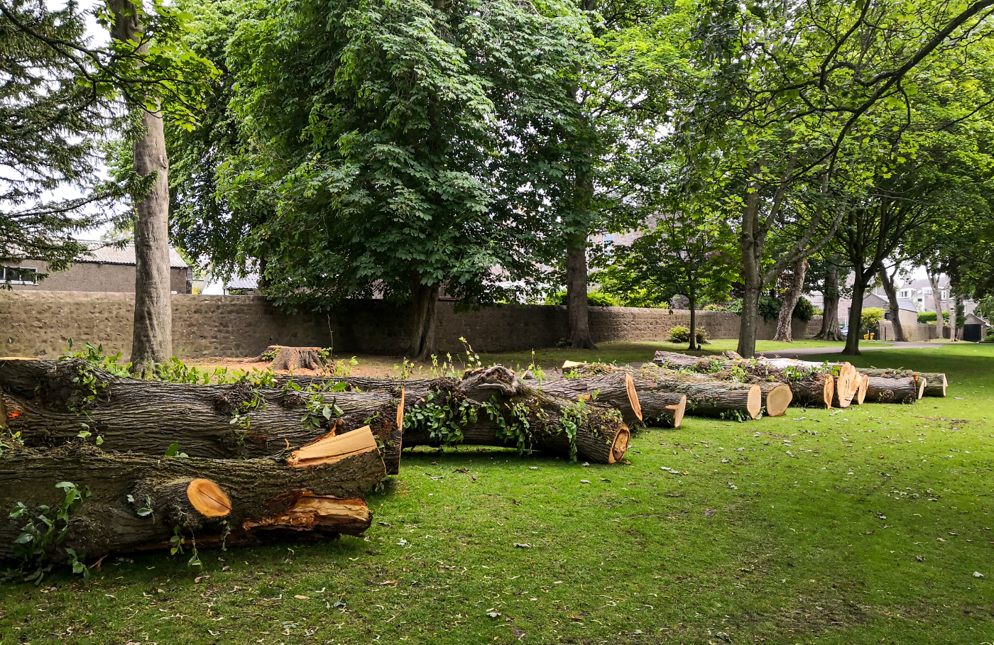 Recently felled tree logs arranged on grass in a park with stone walls and trees
