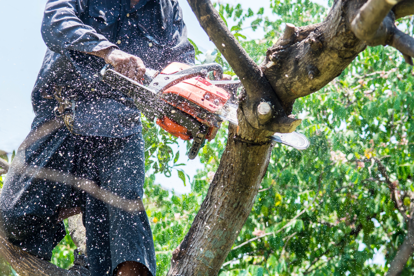 Worker using chainsaw to cut tree branch with wood chips flying