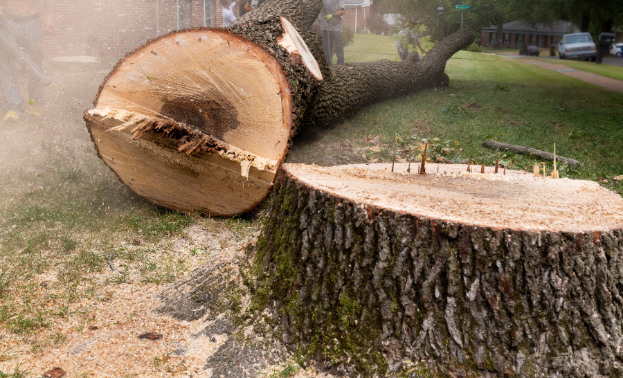 Recently felled tree trunk and stump on residential lawn with house in background