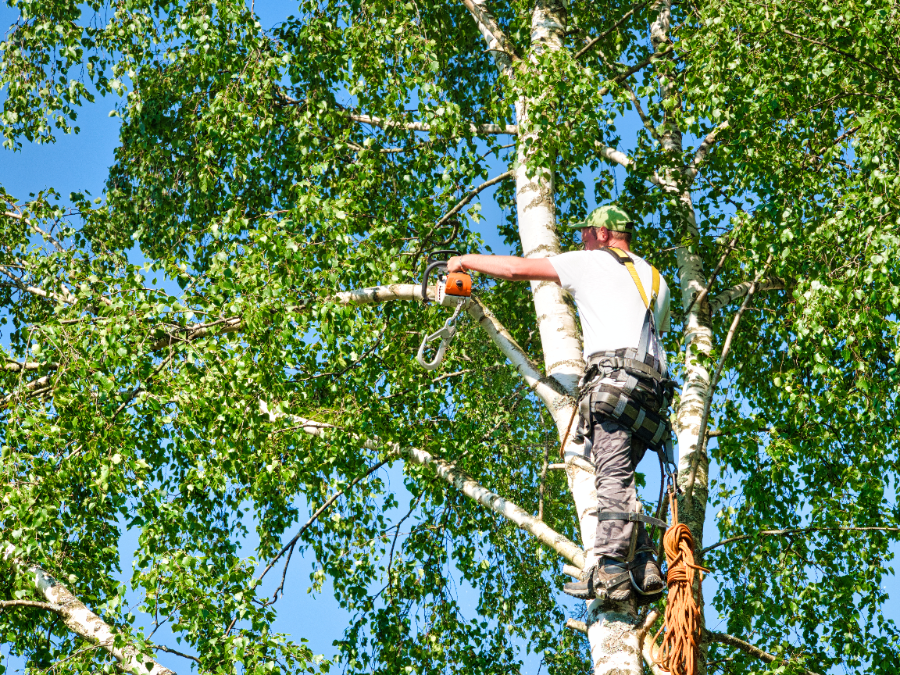 Professional arborist in safety gear trimming branches on tall birch tree