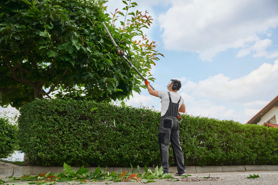 Professional gardener pruning tree branches above hedges in residential yard